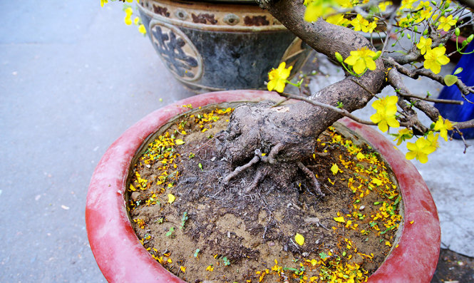 “Rầu[-]thúi[-]ruột”[-]vì[-]mai[-]nở[-]sớm
